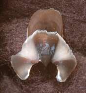 Image of Grimpoteuthis boylei Collins 2003