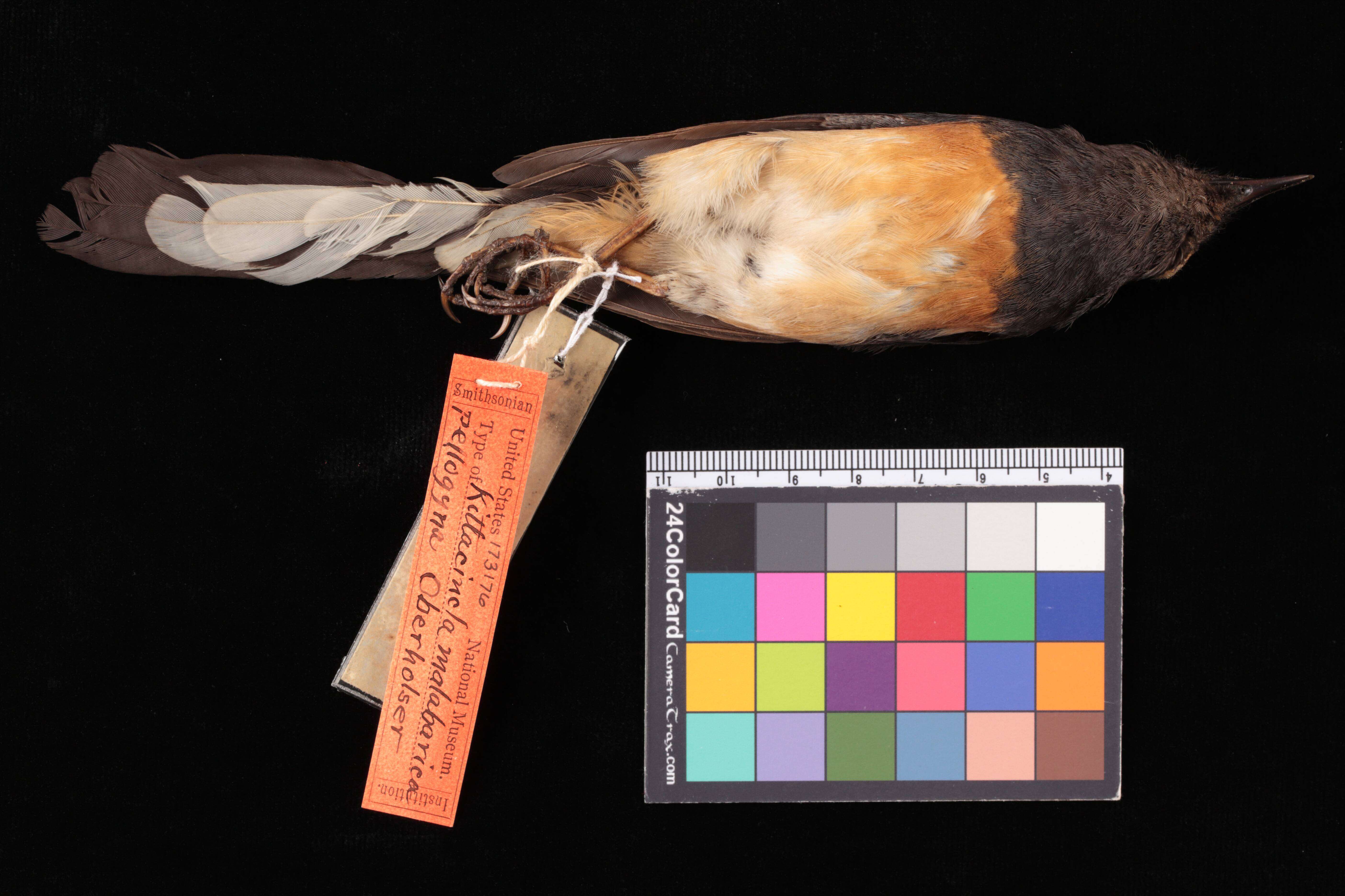 Image of White-rumped Shama