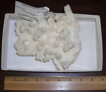 Image of Elkhorn Coral