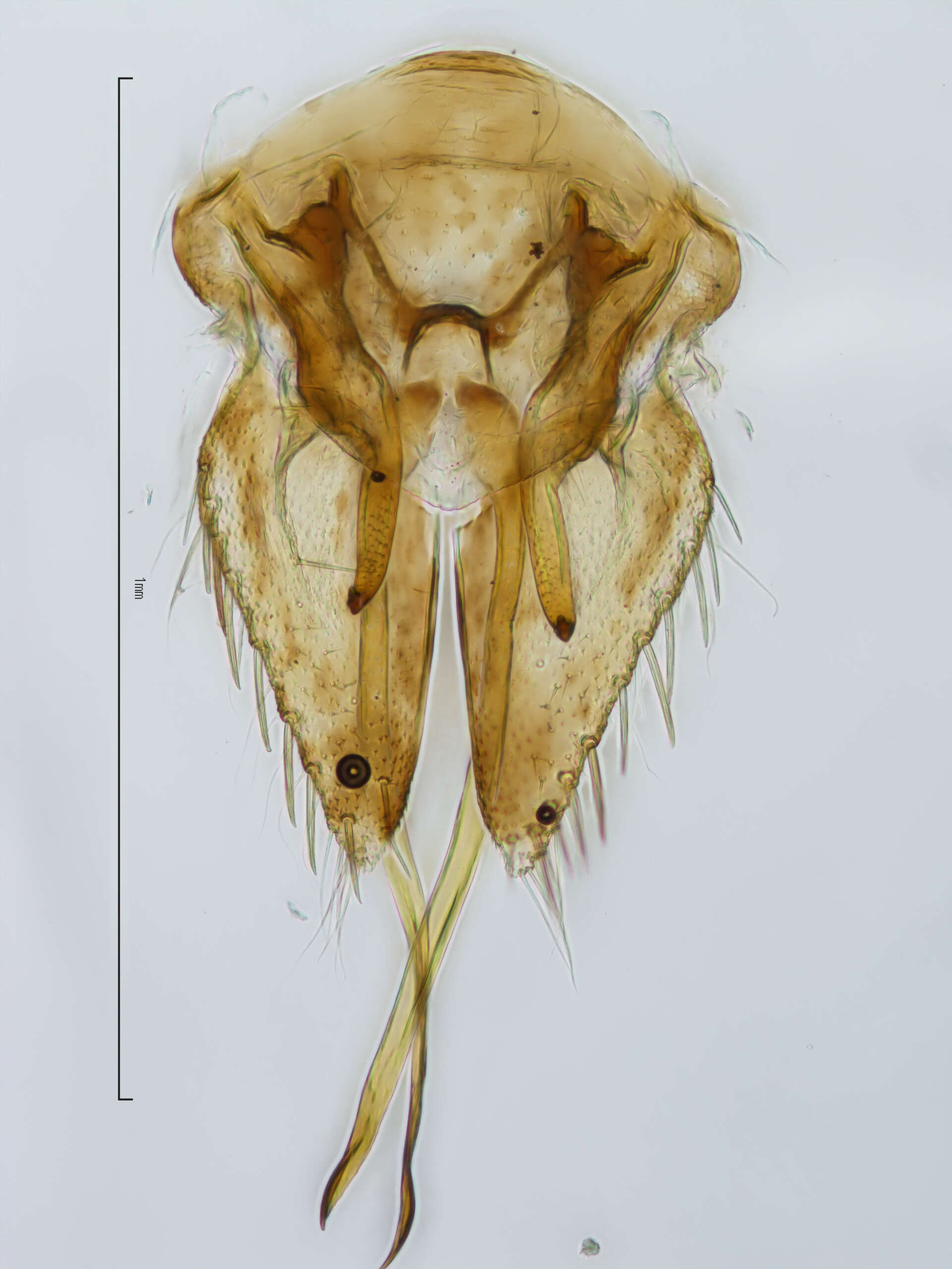 Image of Platymetopius nasutus Van Duzee 1907