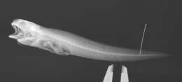 Image of Cusk eel