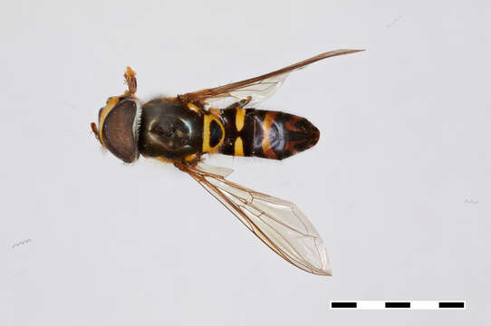 Image of Allograpta insularis Thompson 1981