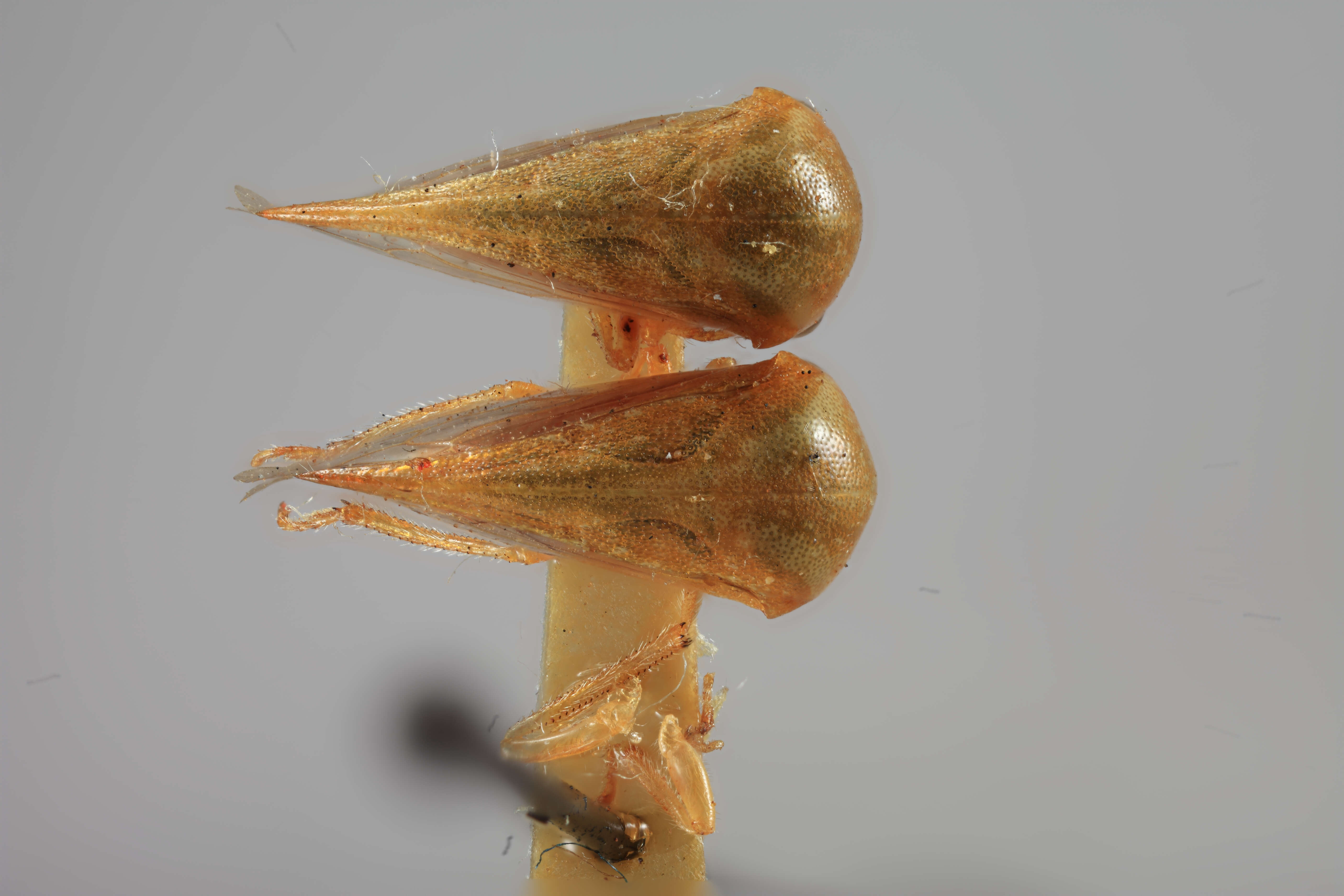 Image of Stictocephala Stal 1864