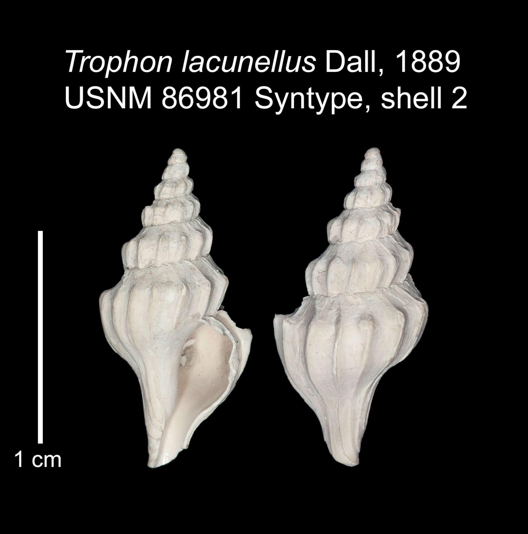 Image of Pagodula lacunella (Dall 1889)