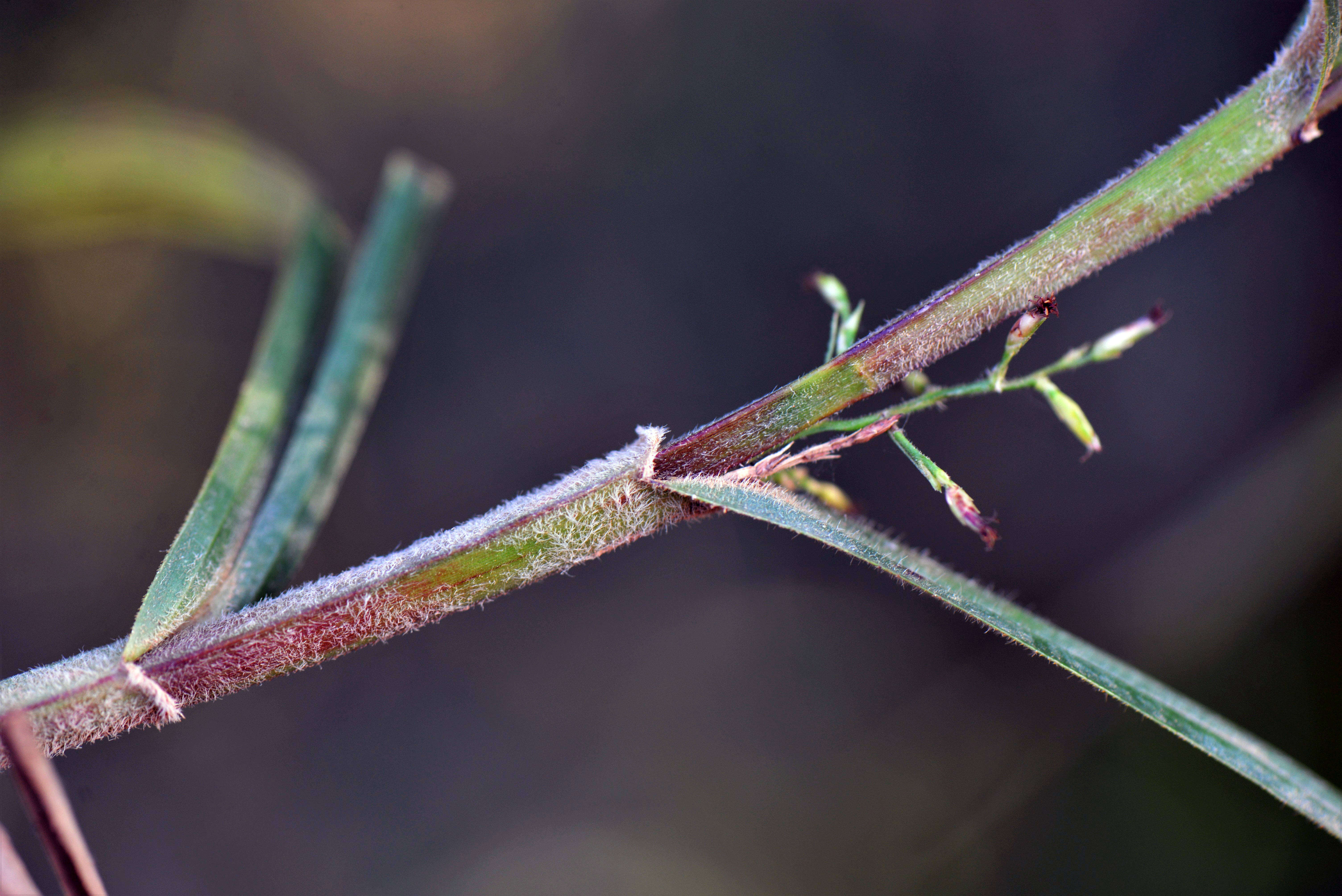 Image of Scleria P. J. Bergius