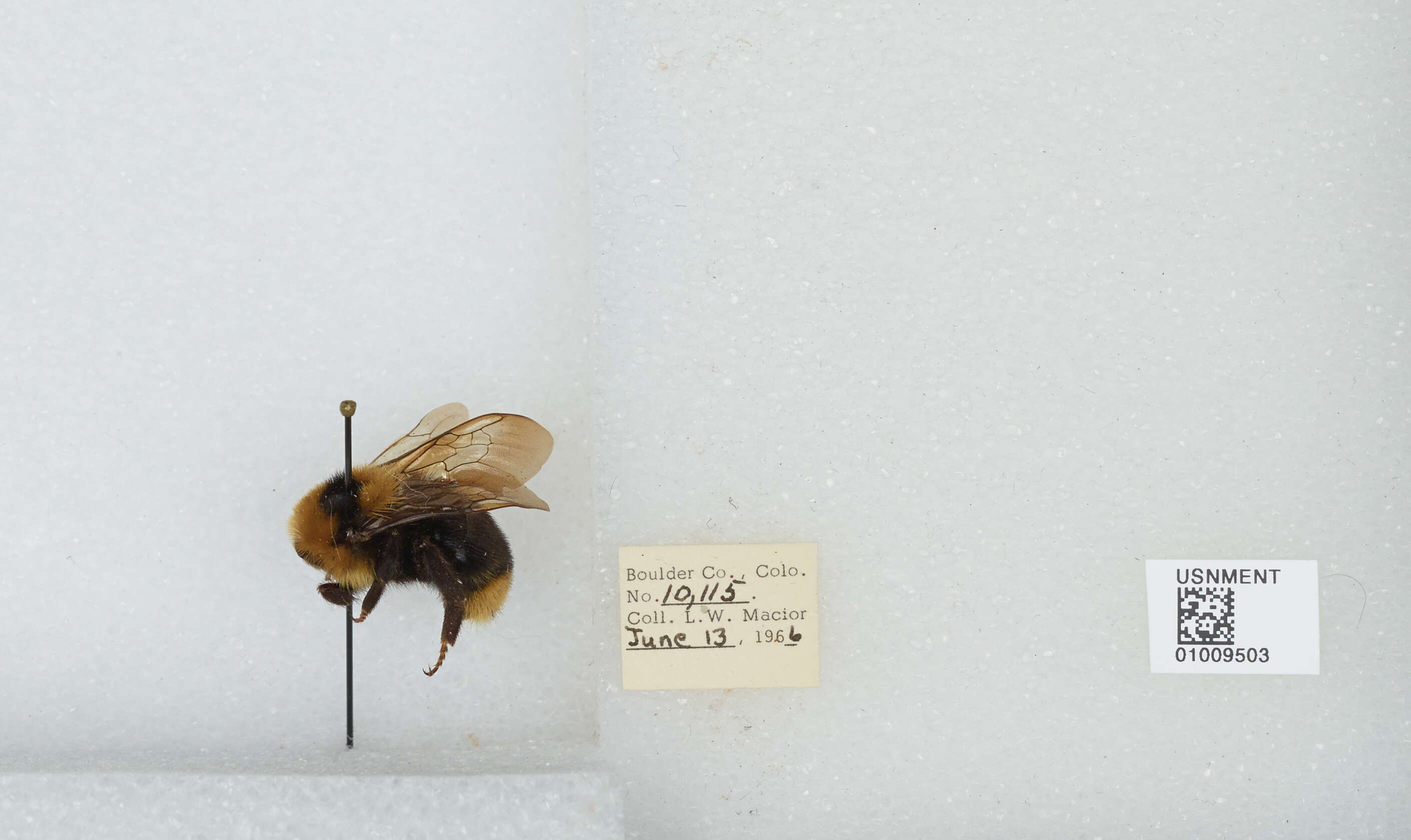 Image de Bombus insularis (Smith 1861)