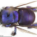 Image of Euglossa mixta Friese 1899