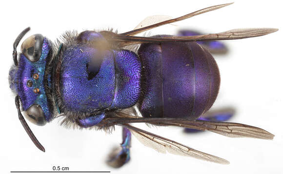 Image of Euglossa mixta Friese 1899