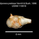 Image de Myonera pretiosa Verrill & Bush 1898