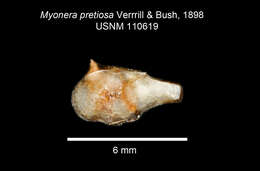 Image de Myonera pretiosa Verrill & Bush 1898