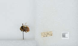 Image de Bombus sylvicola Kirby 1837