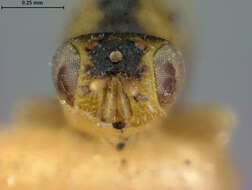 Image of Sycophila flavicollis (Walker 1834)