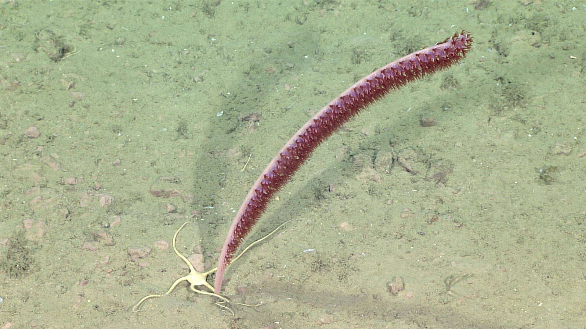 Image of Halipteridae Williams 1995