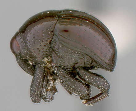 Image of Hiotus aequalis Casey 1922