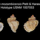 Image de Trigonostoma mozambicense Petit & Harasewych 2002