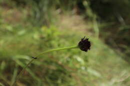 Image of Rayless Sunflower