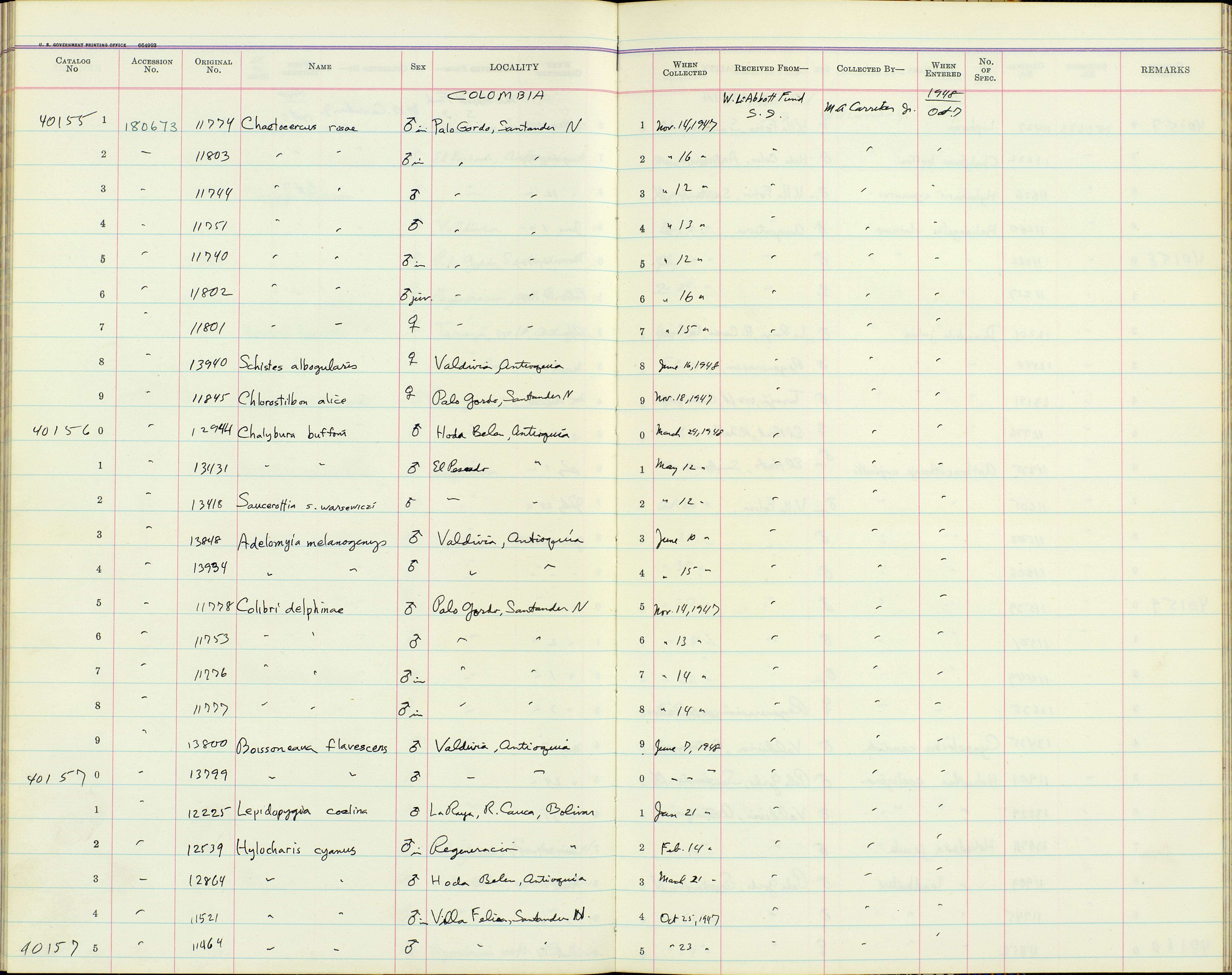 Sivun Chaetocercus jourdanii andinus Phelps & Phelps Jr 1949 kuva