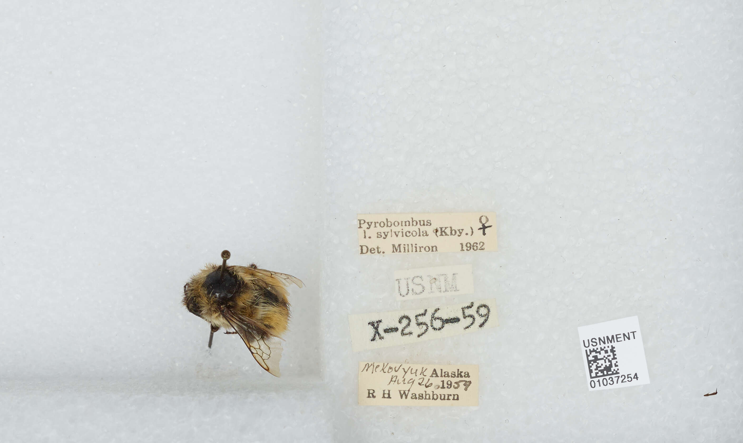 Image de Bombus sylvicola Kirby 1837