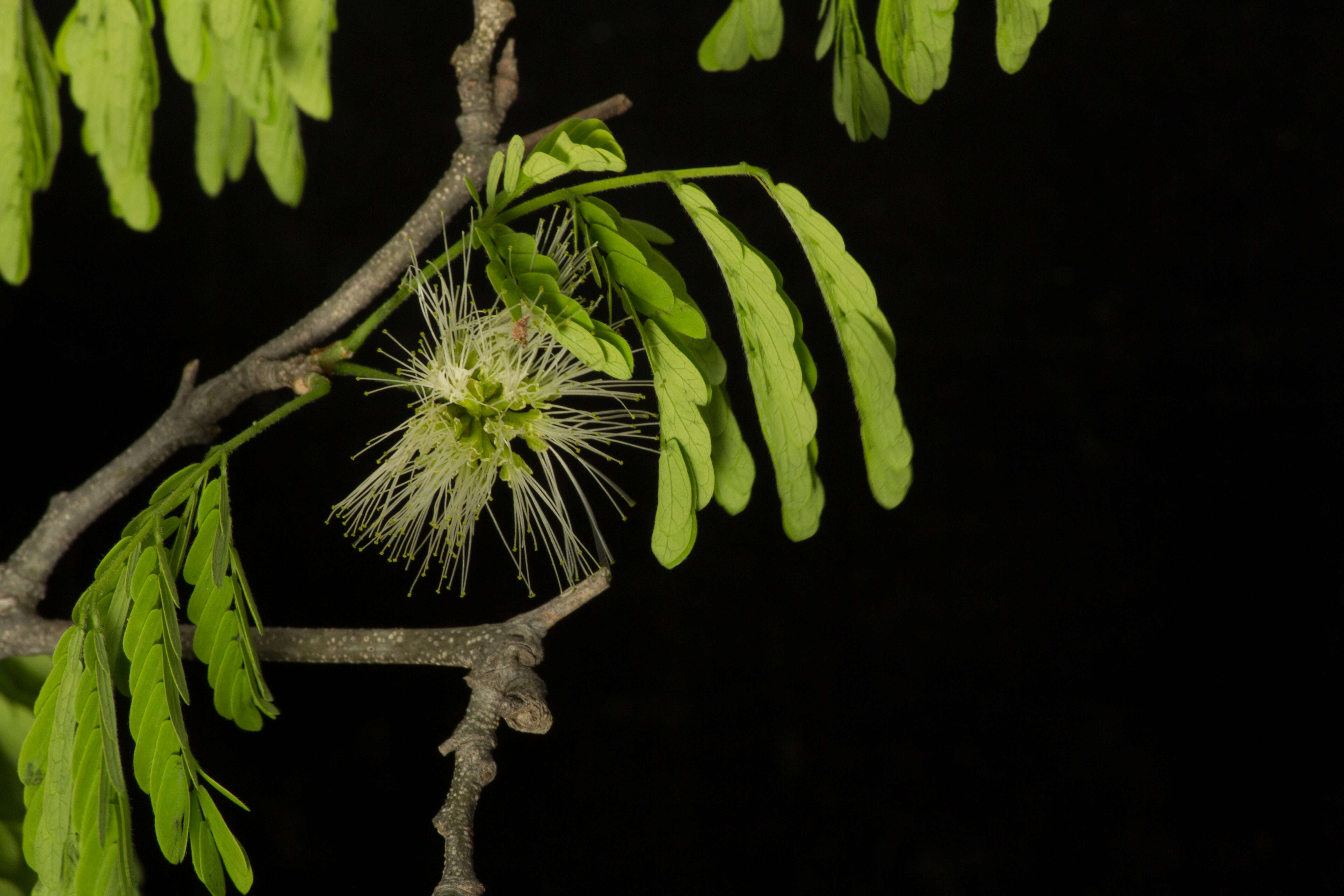 Plancia ëd Chloroleucon mangense (Jacq.) Britton & Rose