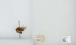 Image of Common carder bumblebee