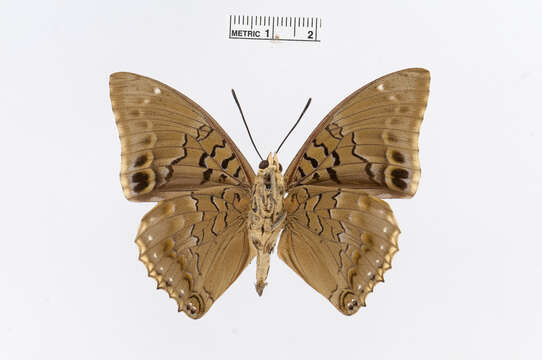 Imagem de Charaxes bipunctatus Rothschild 1894