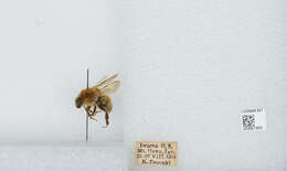 Imagem de Bombus diversus Smith 1869