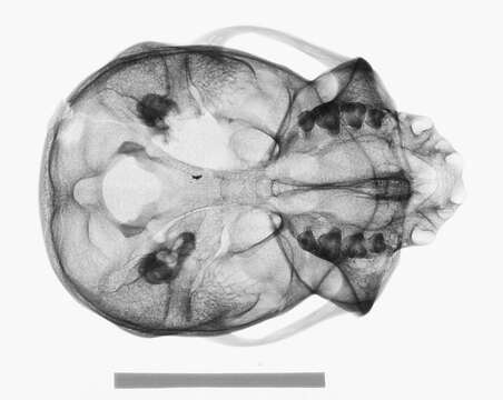 Слика од Cercopithecus cephus (Linnaeus 1758)