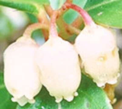 Image of eastern teaberry