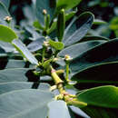 Sivun Euphorbia L. kuva