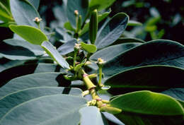 Image of Euphorbia L.