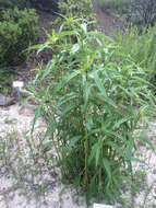 Image de Helianthus californicus DC.