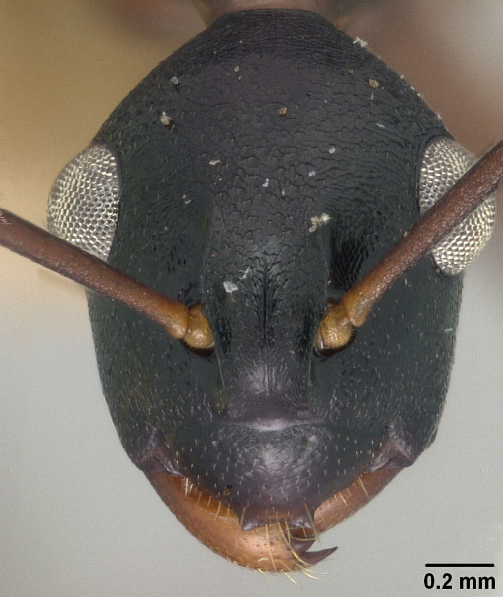 Image of Polyrhachis osae Mann 1919