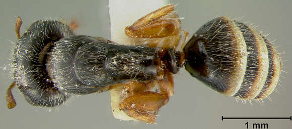 Image of Camponotus reticulatus fullawayi Wheeler 1912