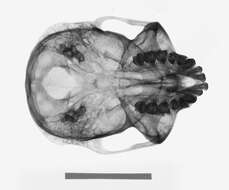 Image of Trachypithecus cristatus cristatus (Raffles 1821)