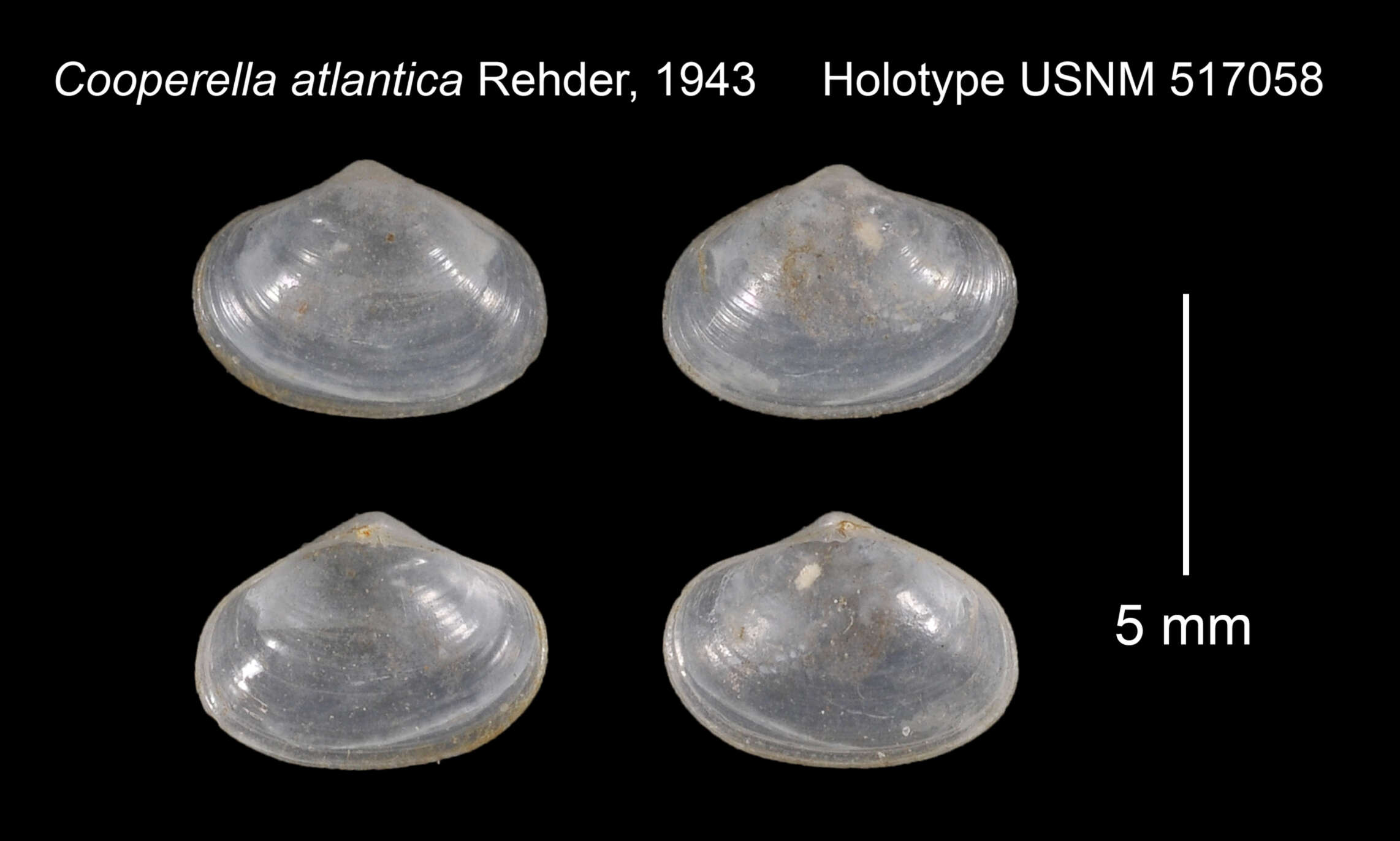 Image of Cooperella atlantica Rehder 1943