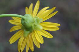 Image of prairie rosinweed