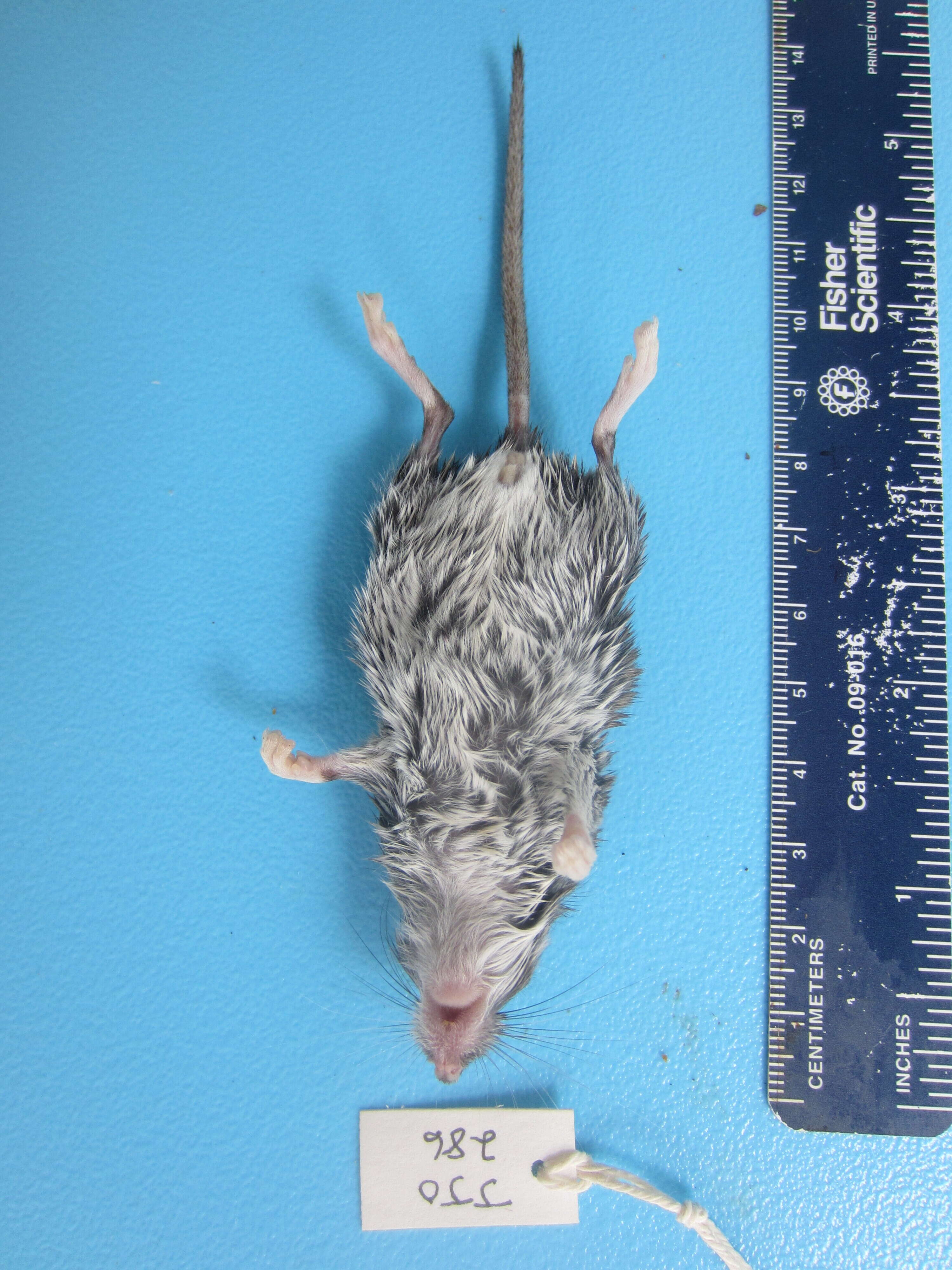 Image of White-footed Deermouse