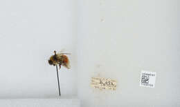 Image de Bombus sylvicola Kirby 1837