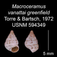 Image of Macroceramus vanattai greenfieldi C. Torre & Bartsch 2008