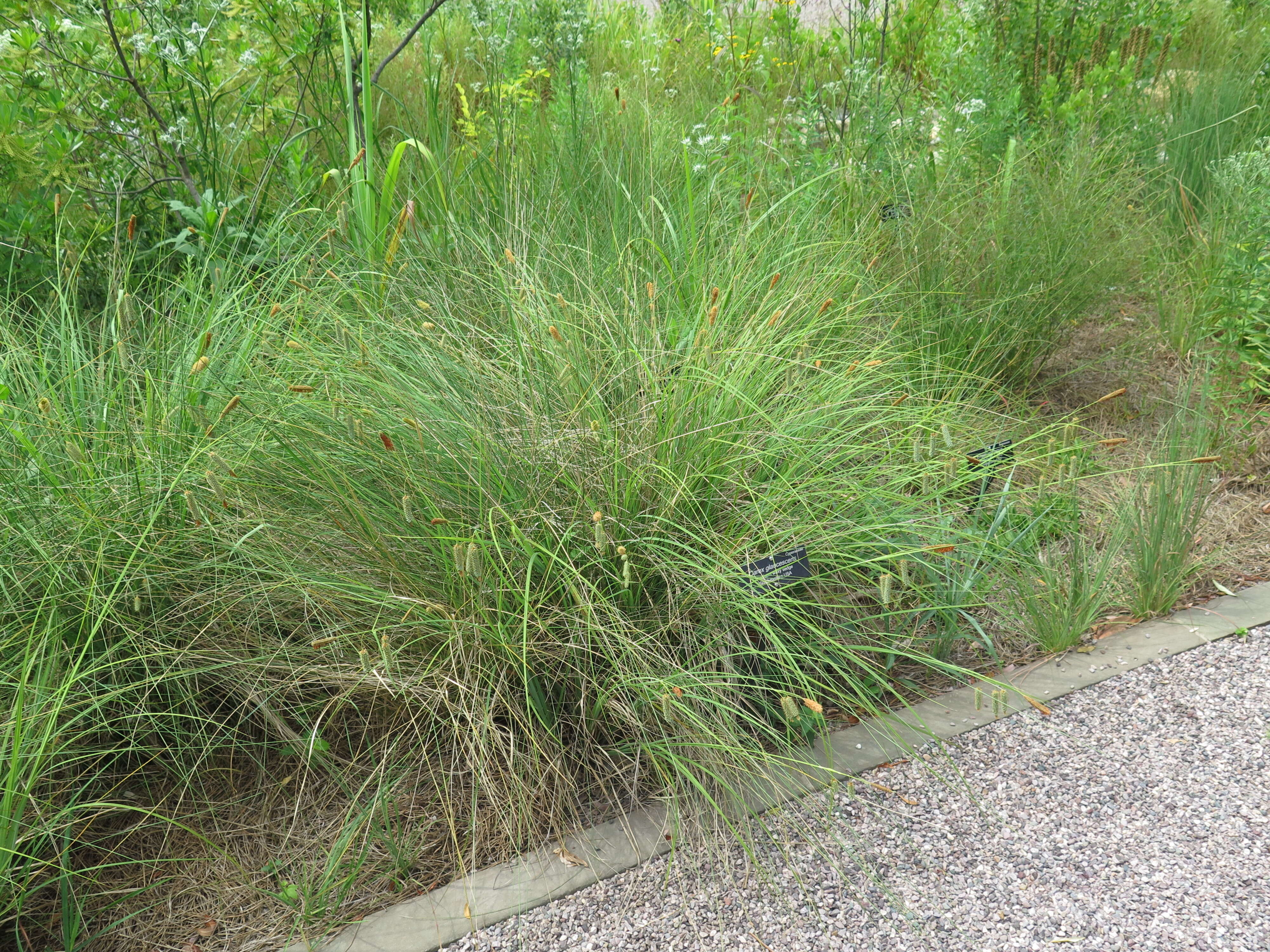 Слика од Carex glaucescens Elliott