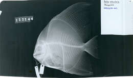 Image of Orbicular batfish