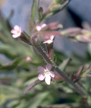 Image of pygmy bluehearts