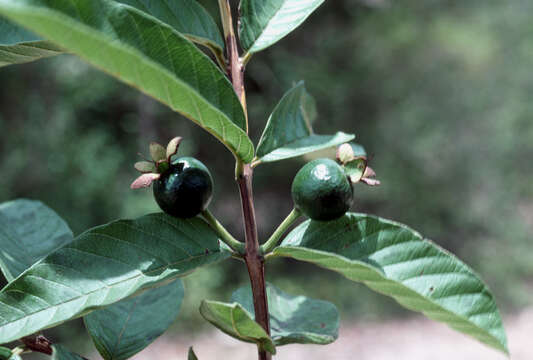 Image of <i>Psidium guayana</i>