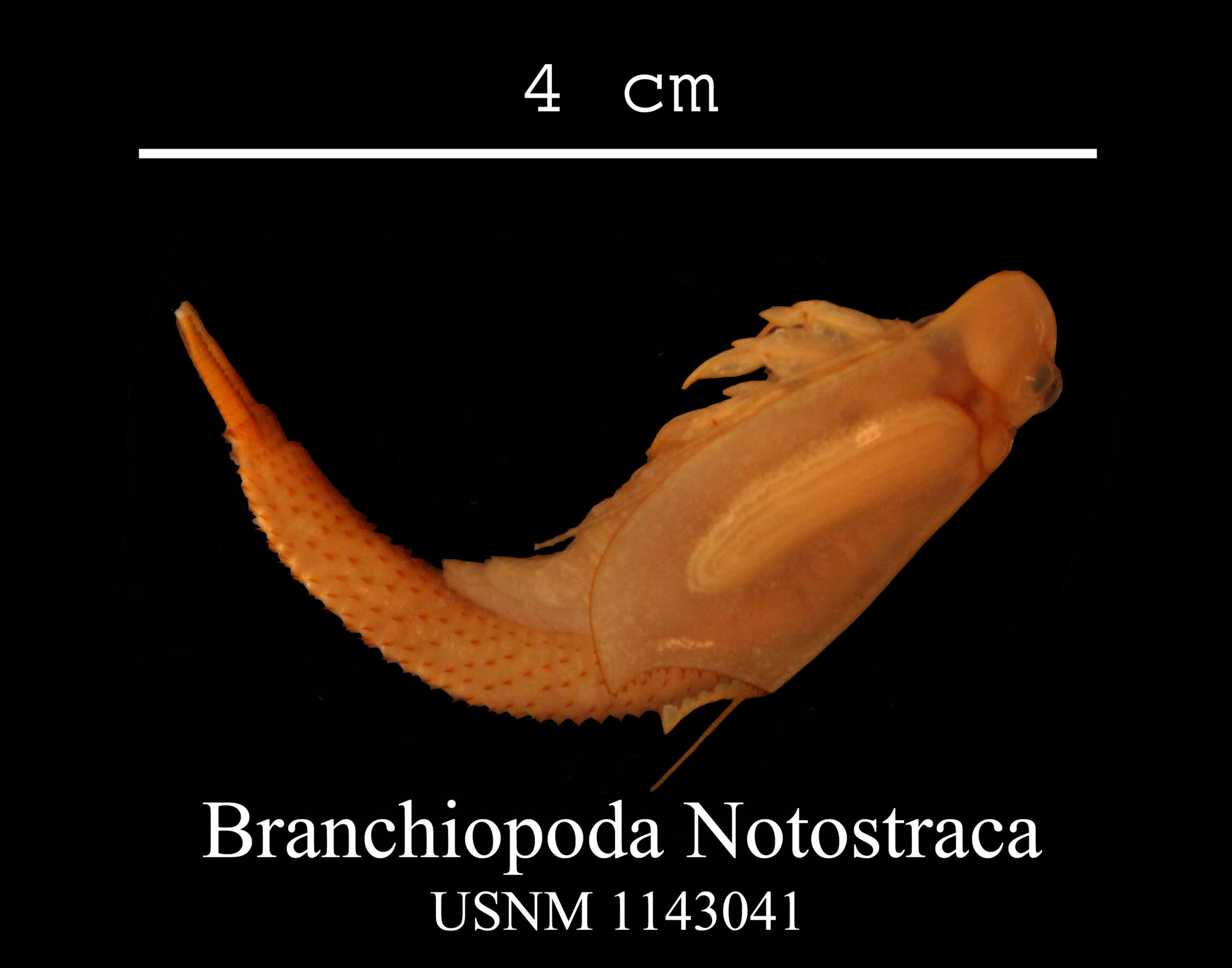 Image of Notostraca