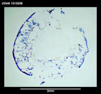 Image de Alcyonidium epispiculum Porter & Hayward 2004