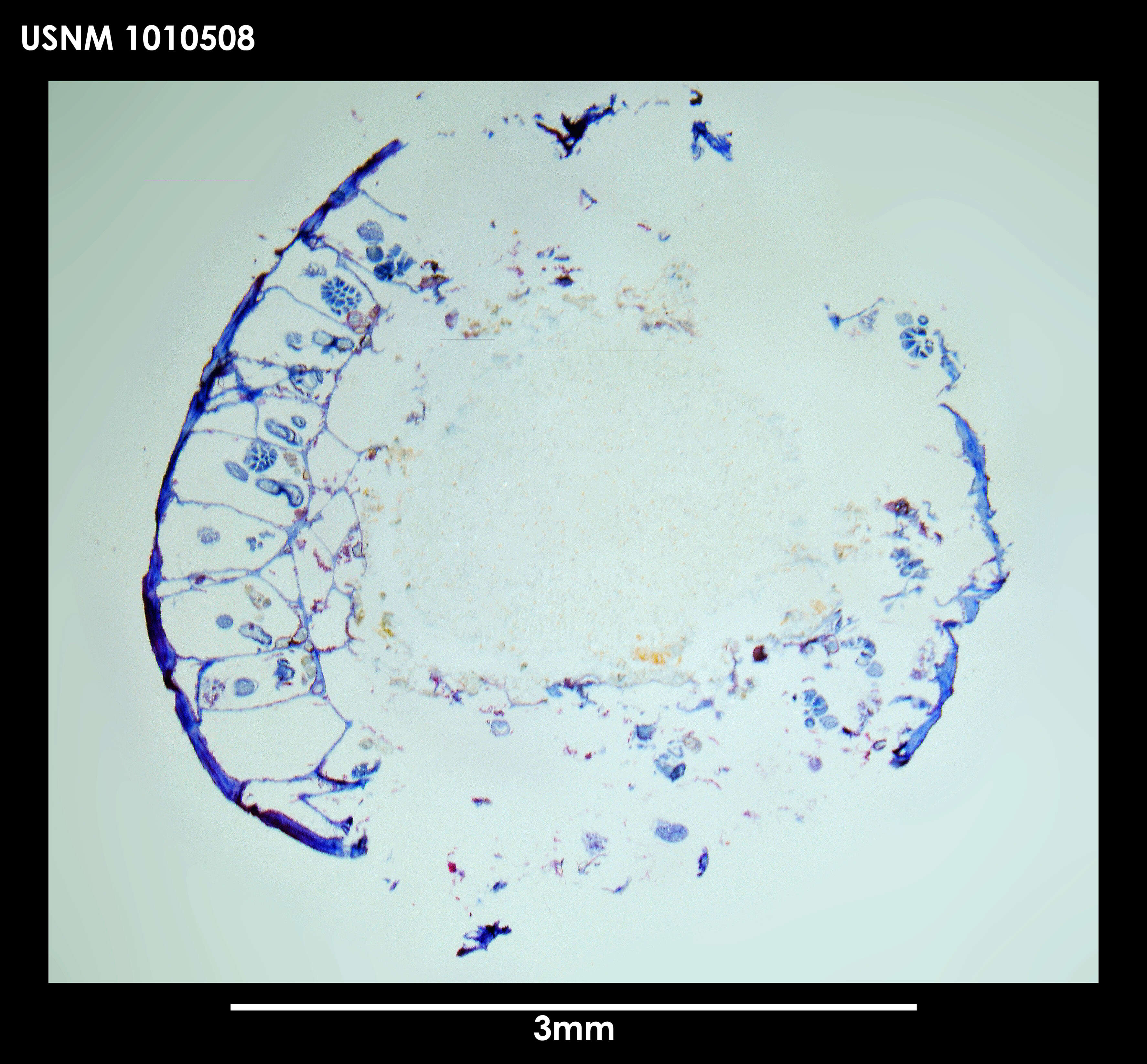 Image of Alcyonidium epispiculum Porter & Hayward 2004