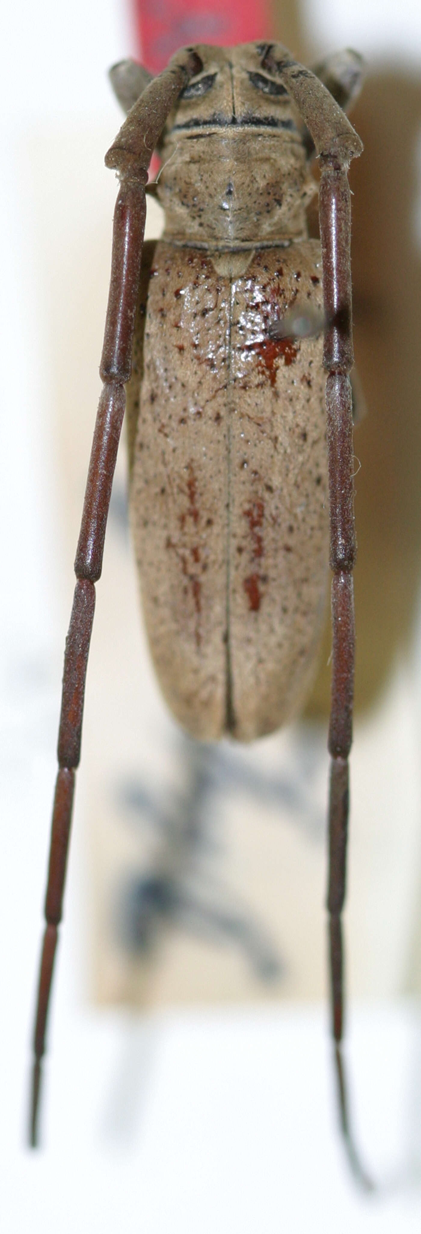 Image of Blepephaeus similis Breuning 1942