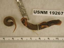Image of Leprous False Brook Salamander