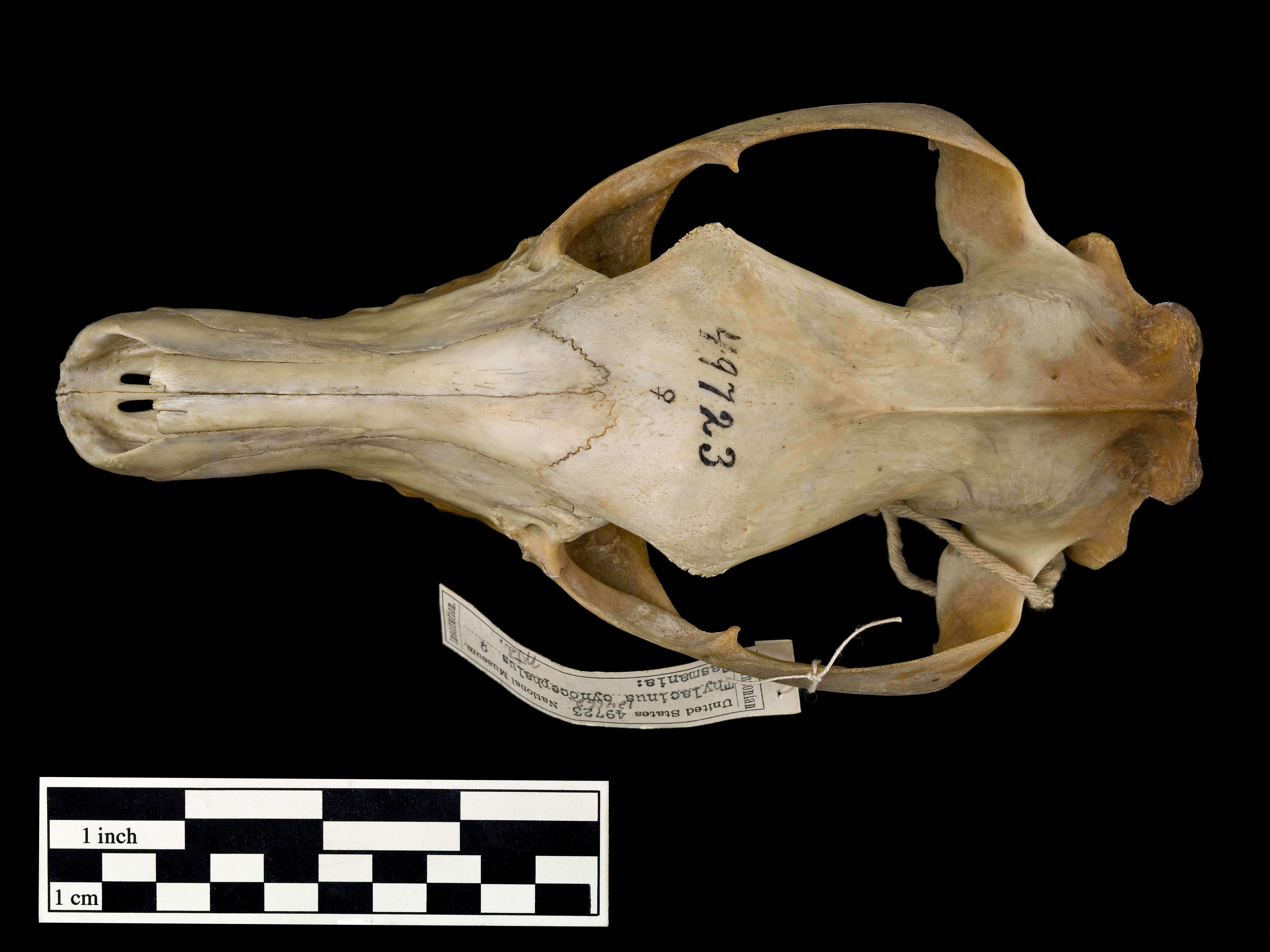 Image of Thylacinus Temminck 1824