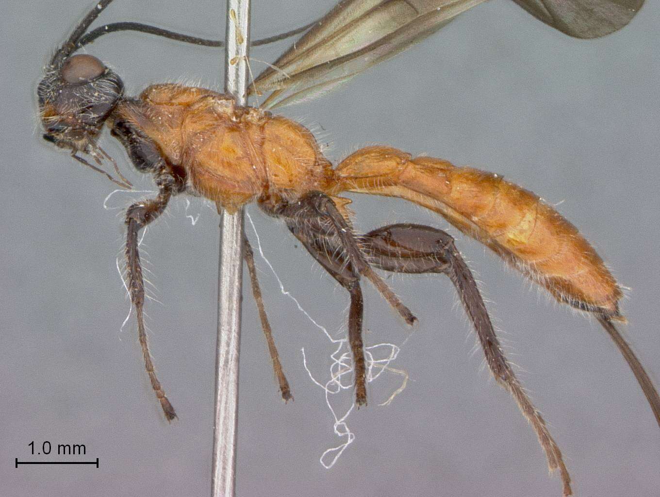 Imagem de Odontobracon brachydontus Marsh 1988